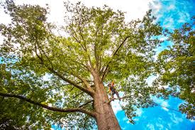 Best Tree Risk Assessment  in French Lick, IN