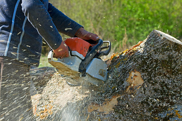 Best Lawn Maintenance Plans  in French Lick, IN
